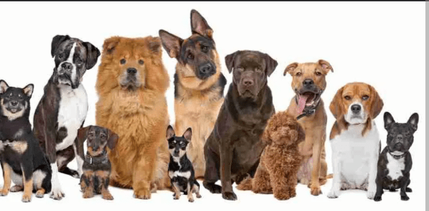 Dogs